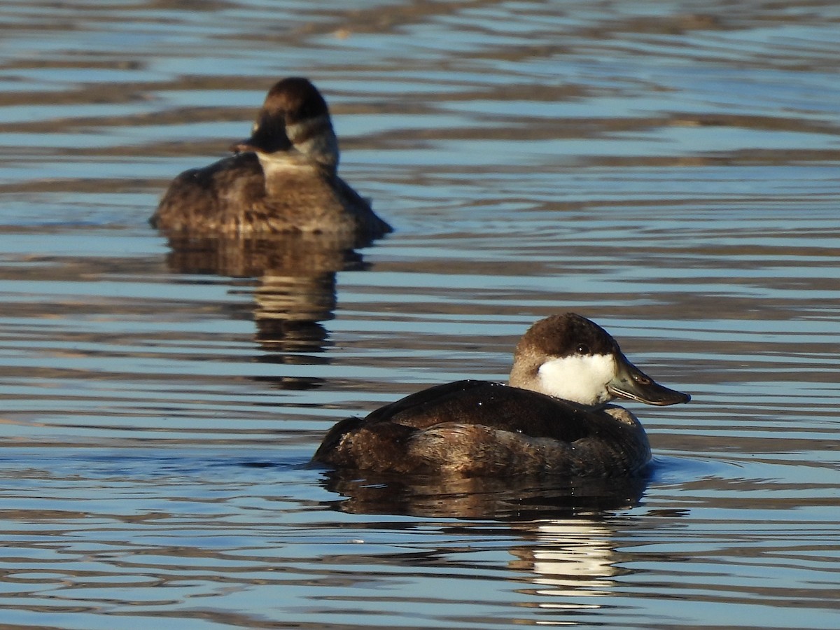Савка американська - ML645826942