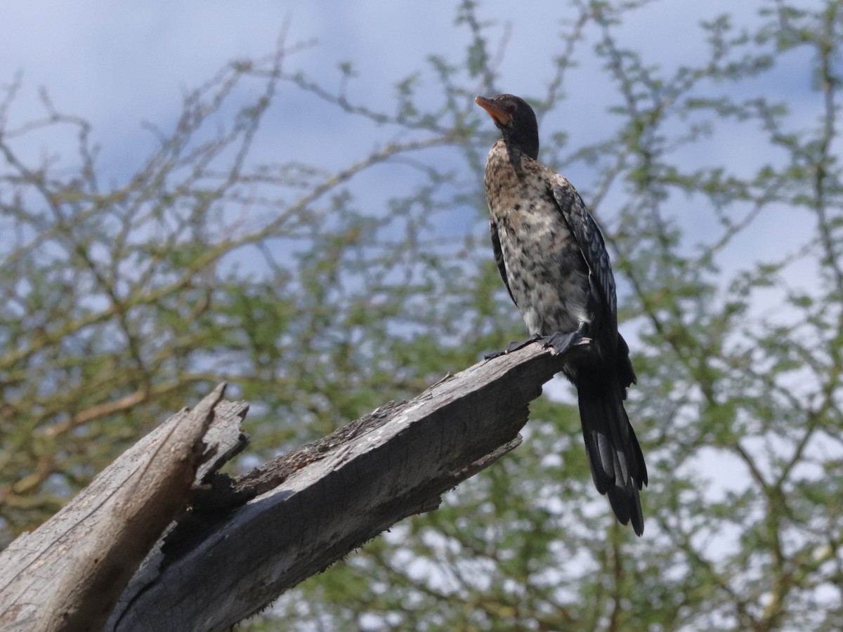 kormorán dlouhoocasý - ML645826945