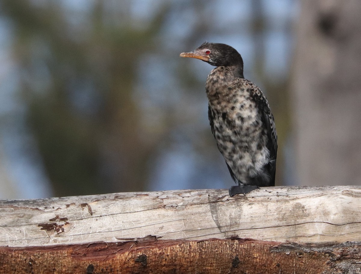 kormorán dlouhoocasý - ML645826947