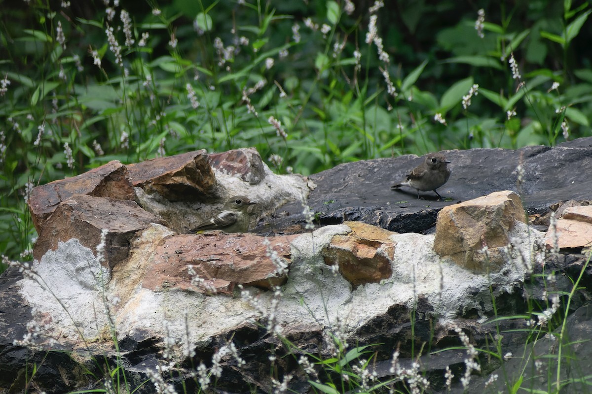 Yellow-rumped Flycatcher - ML645826949