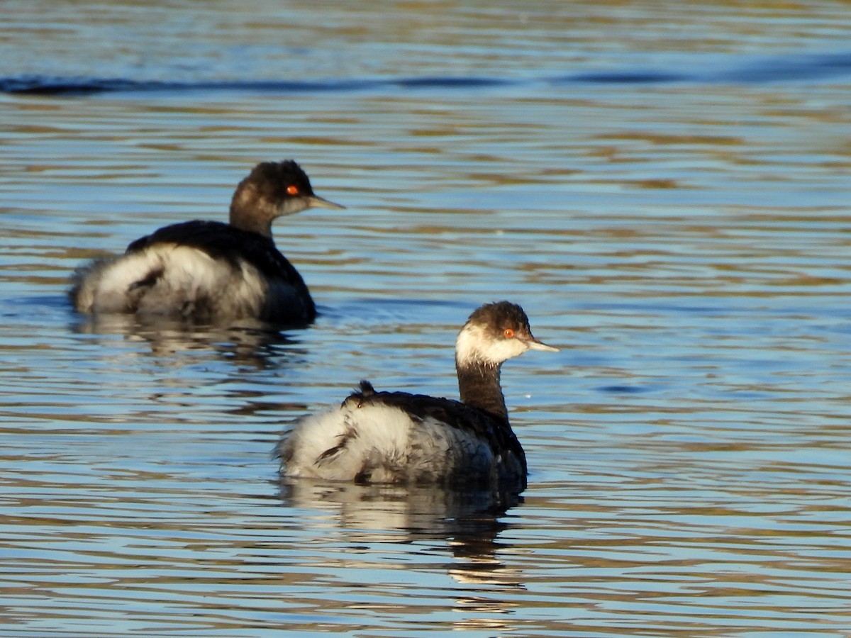 Eared Grebe - ML645826954