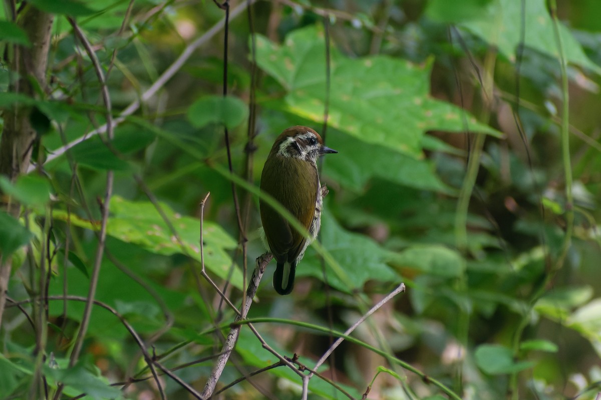 Speckled Piculet - ML645826957