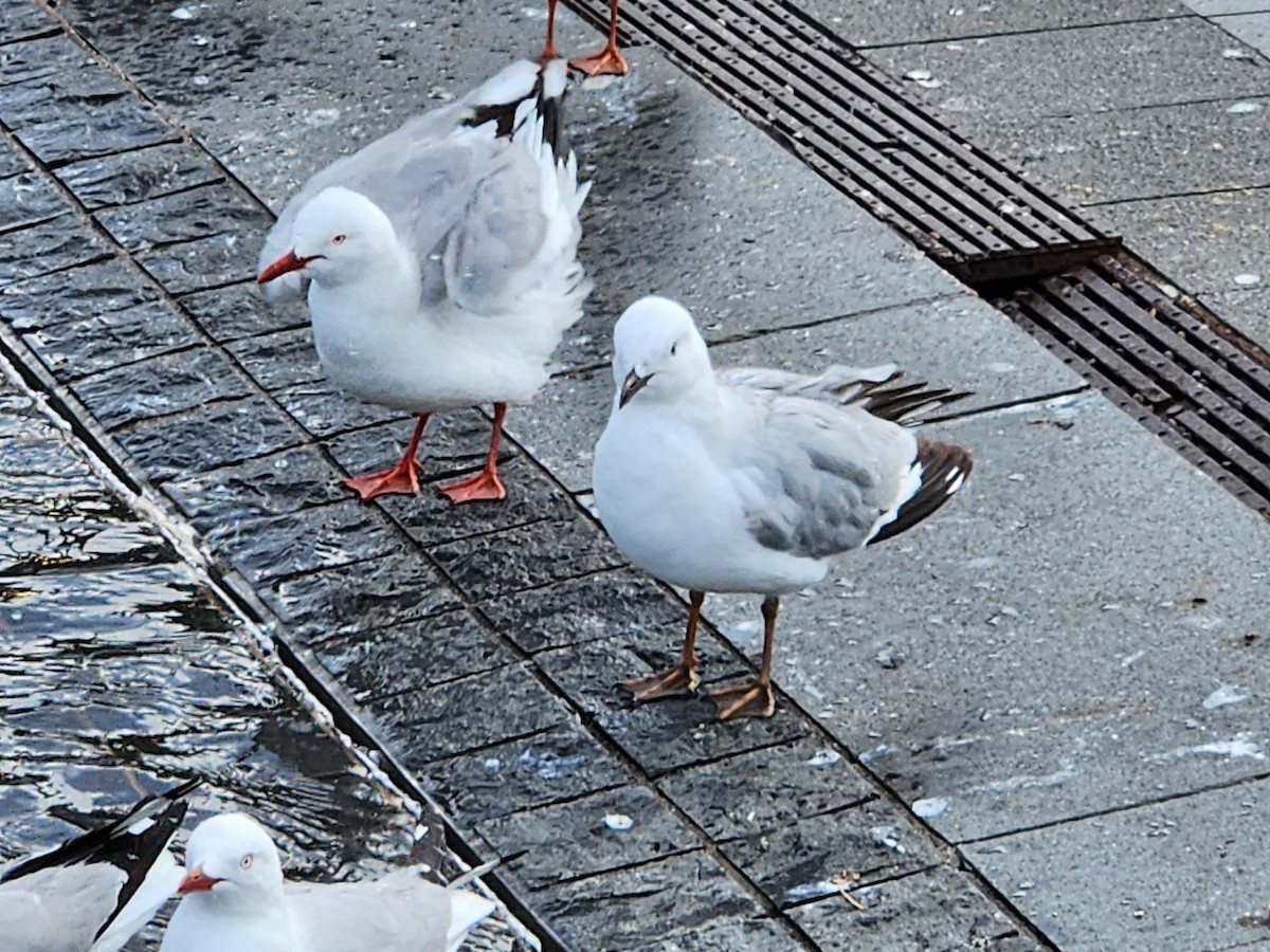 Мартин чорнодзьобий - ML645826961