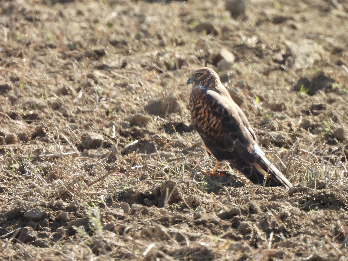 Northern Harrier - ML645826963
