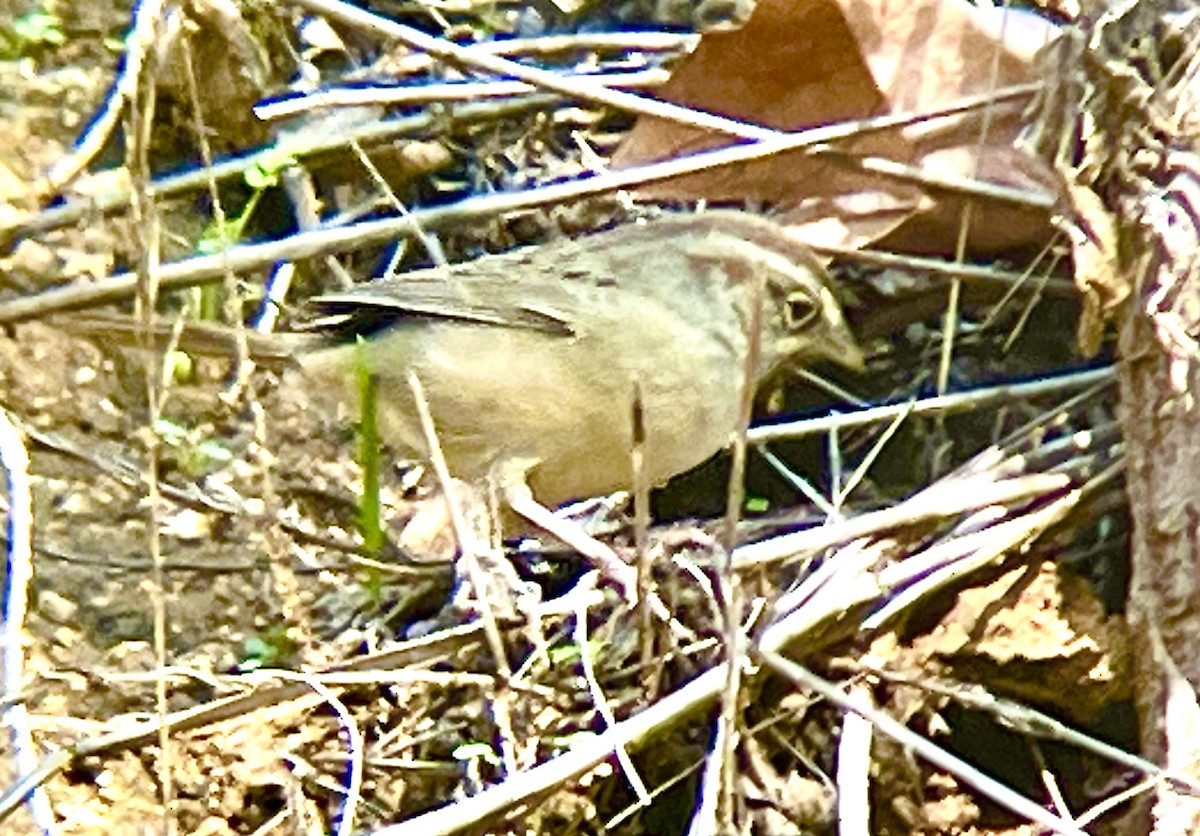 Пінсон рудоголовий - ML645826964