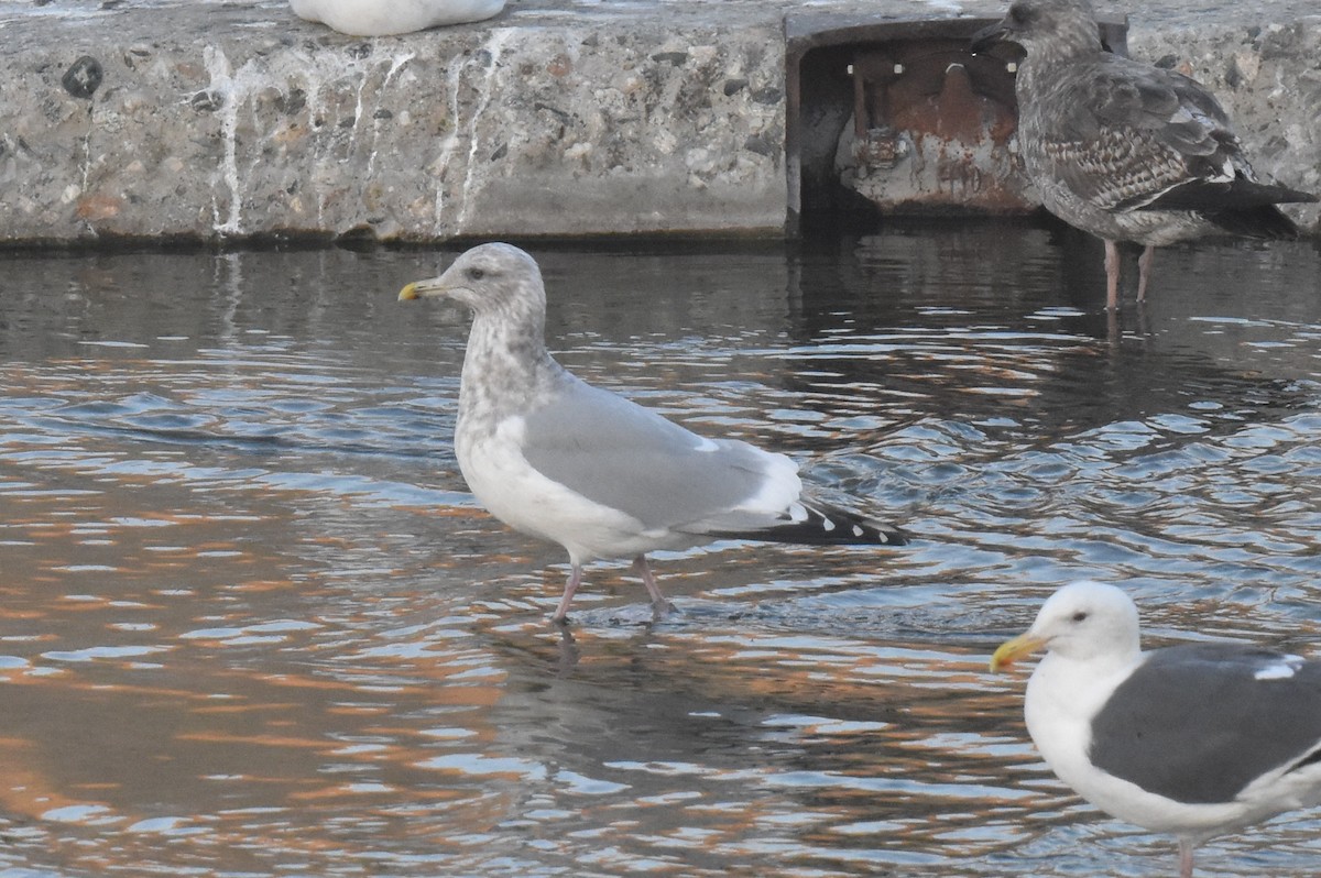 American Herring x Glaucous-winged Gull (hybrid) - ML645826966