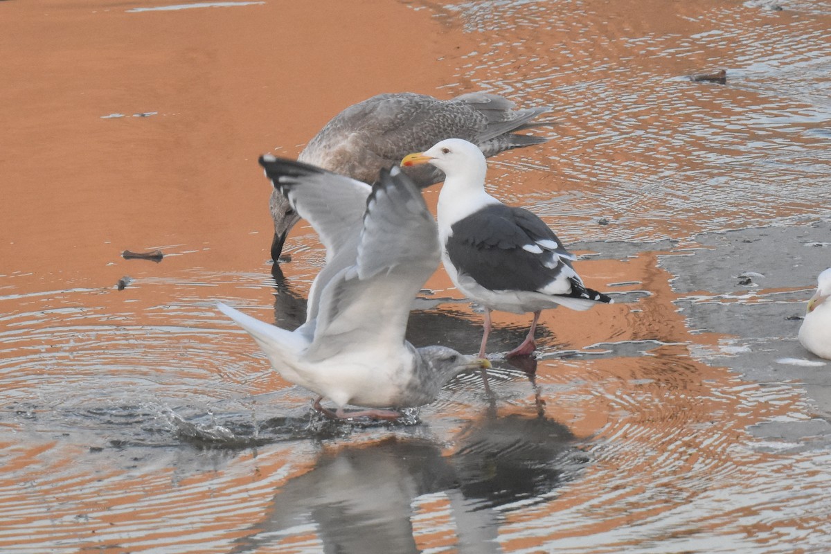 American Herring x Glaucous-winged Gull (hybrid) - ML645826967
