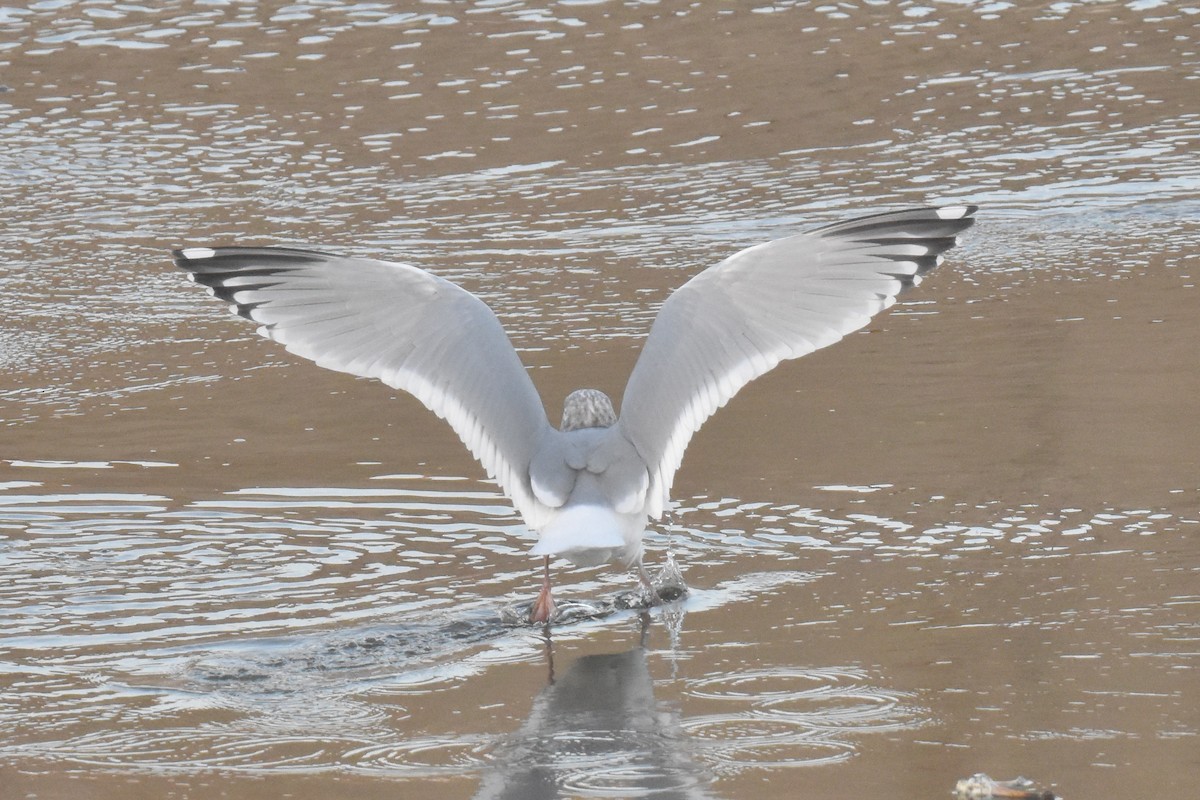 American Herring x Glaucous-winged Gull (hybrid) - ML645826968