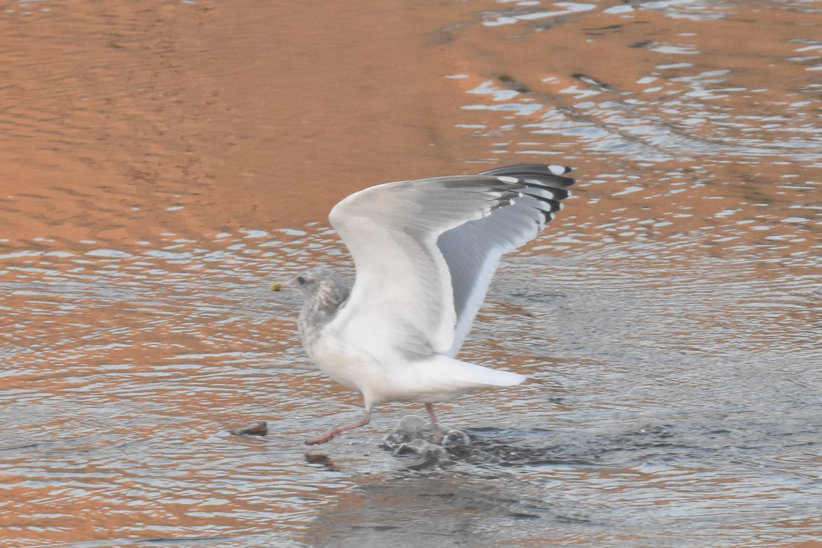 American Herring x Glaucous-winged Gull (hybrid) - ML645826969