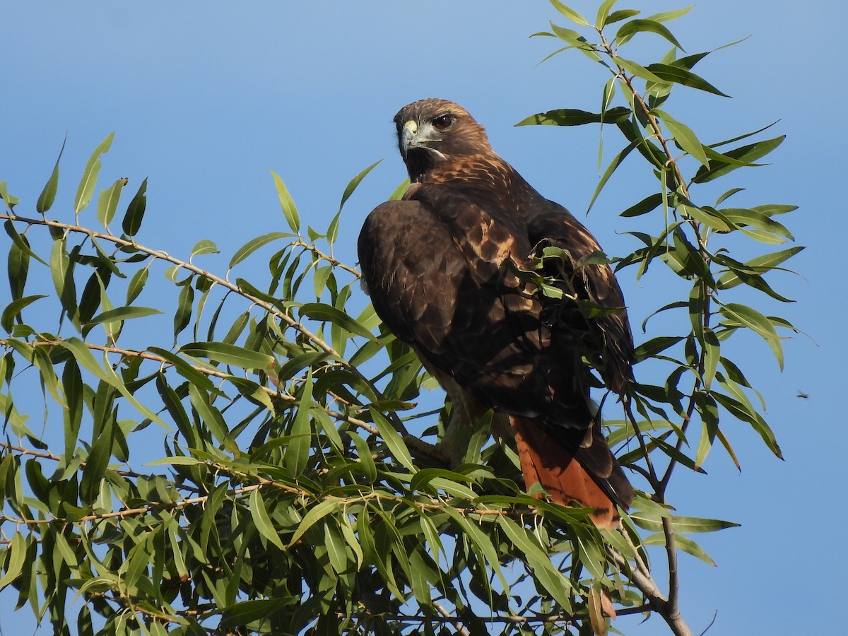 Краснохвостый канюк - ML645826971