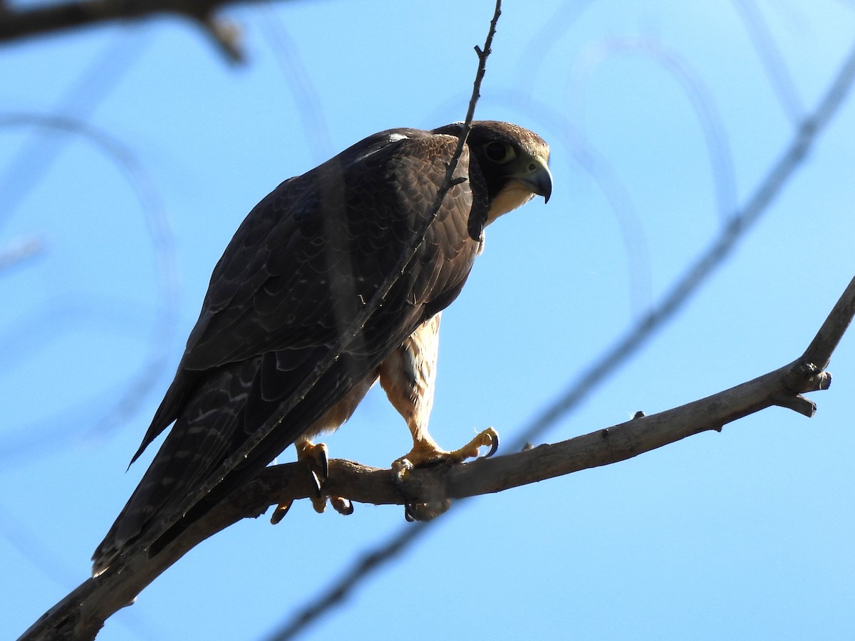 Peregrine Falcon - ML645826979