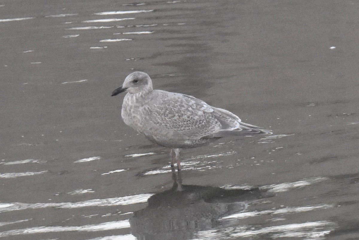 American Herring x Glaucous-winged Gull (hybrid) - ML645826980