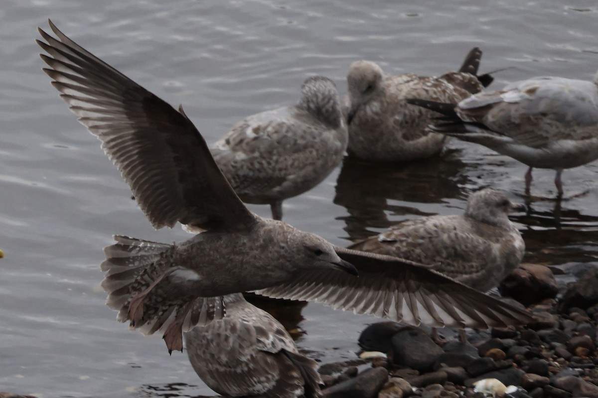 Мартин американський - ML645826982