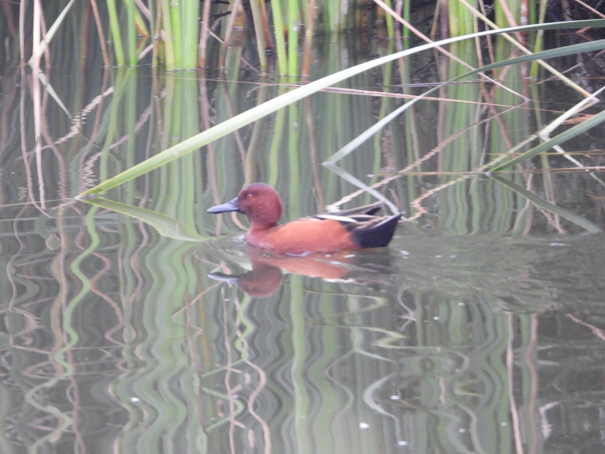 Чирянка руда - ML645826983