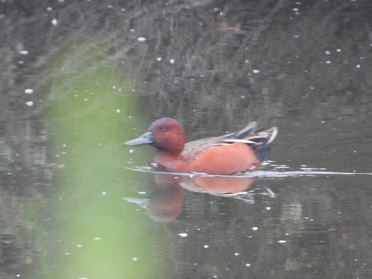 Чирянка руда - ML645826984