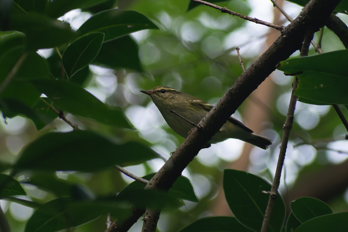Вівчарик амурський - ML645826987