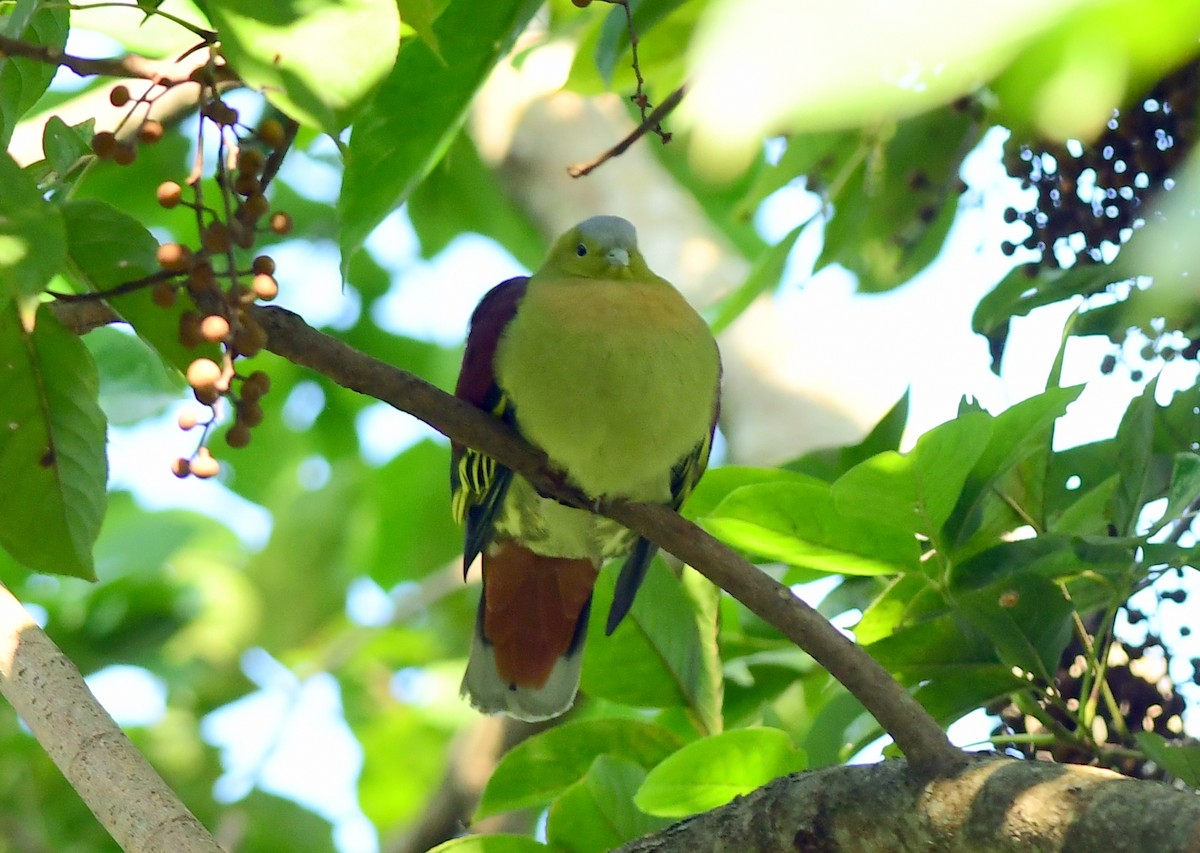 Вінаго світлоголовий - ML645826988