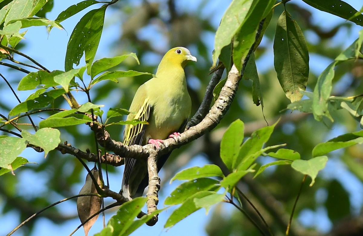Вінаго світлоголовий - ML645826989