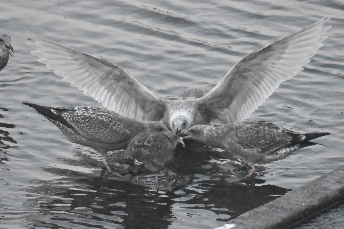 Мартин берингійський - ML645826990