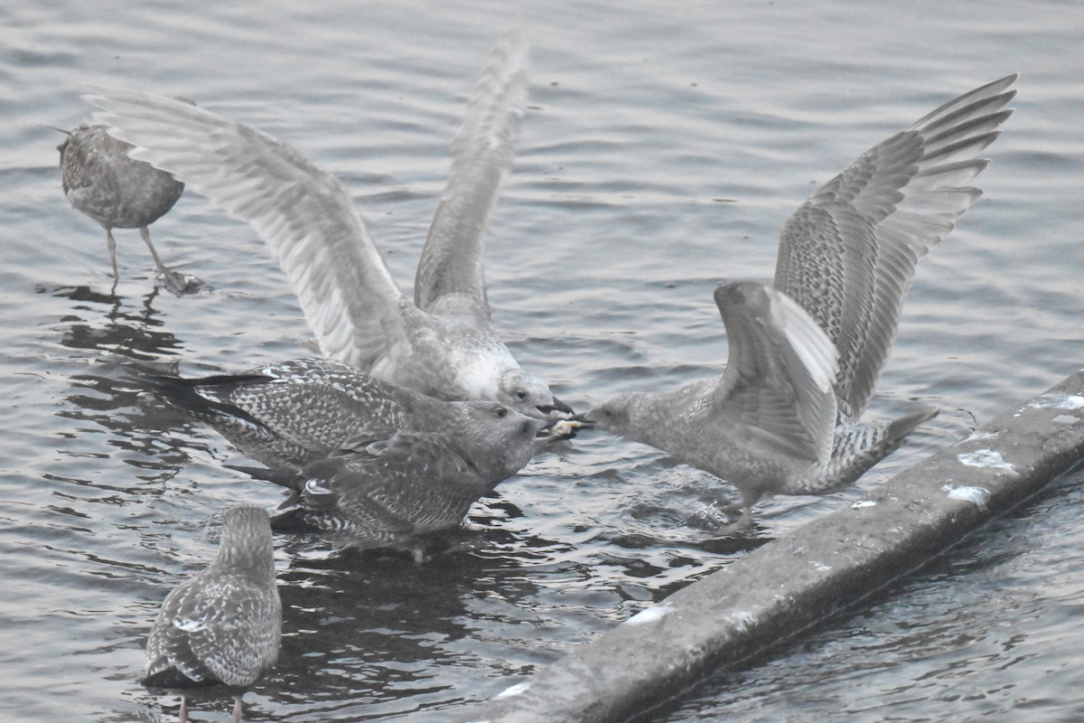 Мартин берингійський - ML645826991