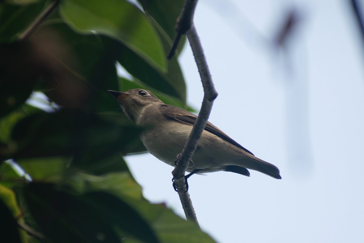 Мухоловка бура - ML645826992