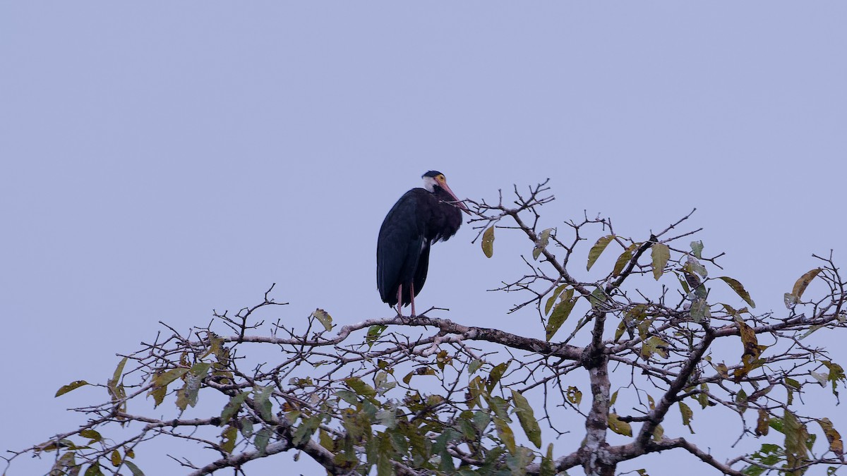 Лелека малазійський - ML645826993
