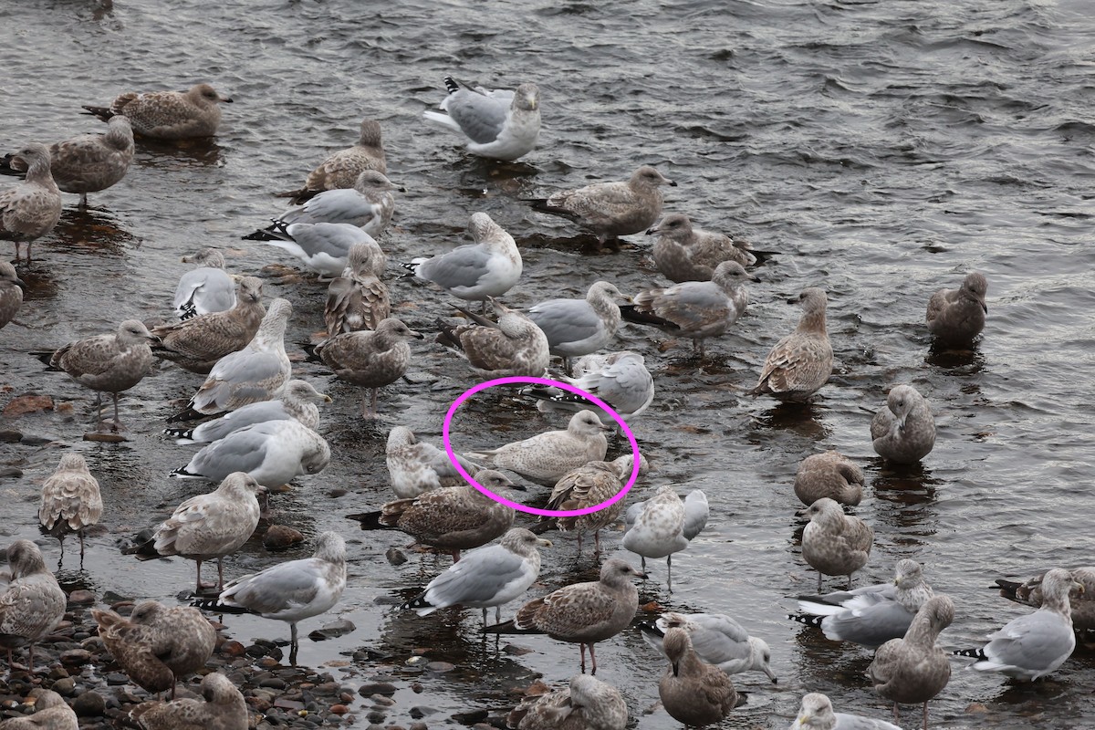 Мартин гренландський (підвид kumlieni) - ML645826994