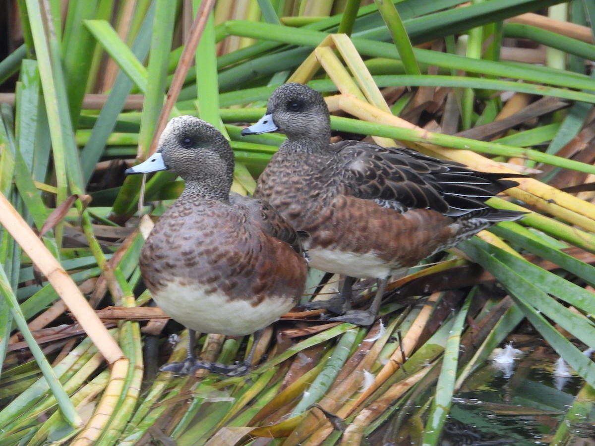 Свищ американський - ML645826995