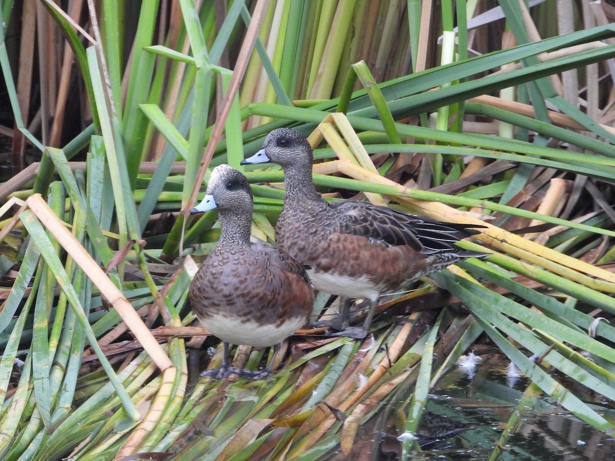 Свищ американський - ML645826996