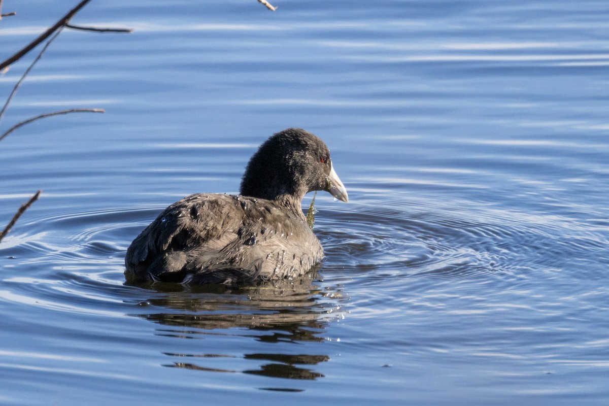 American Coot - ML645826997