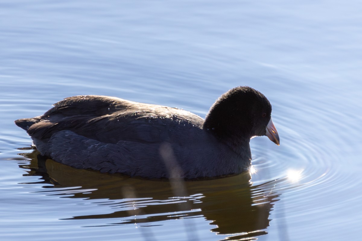 American Coot - ML645826998