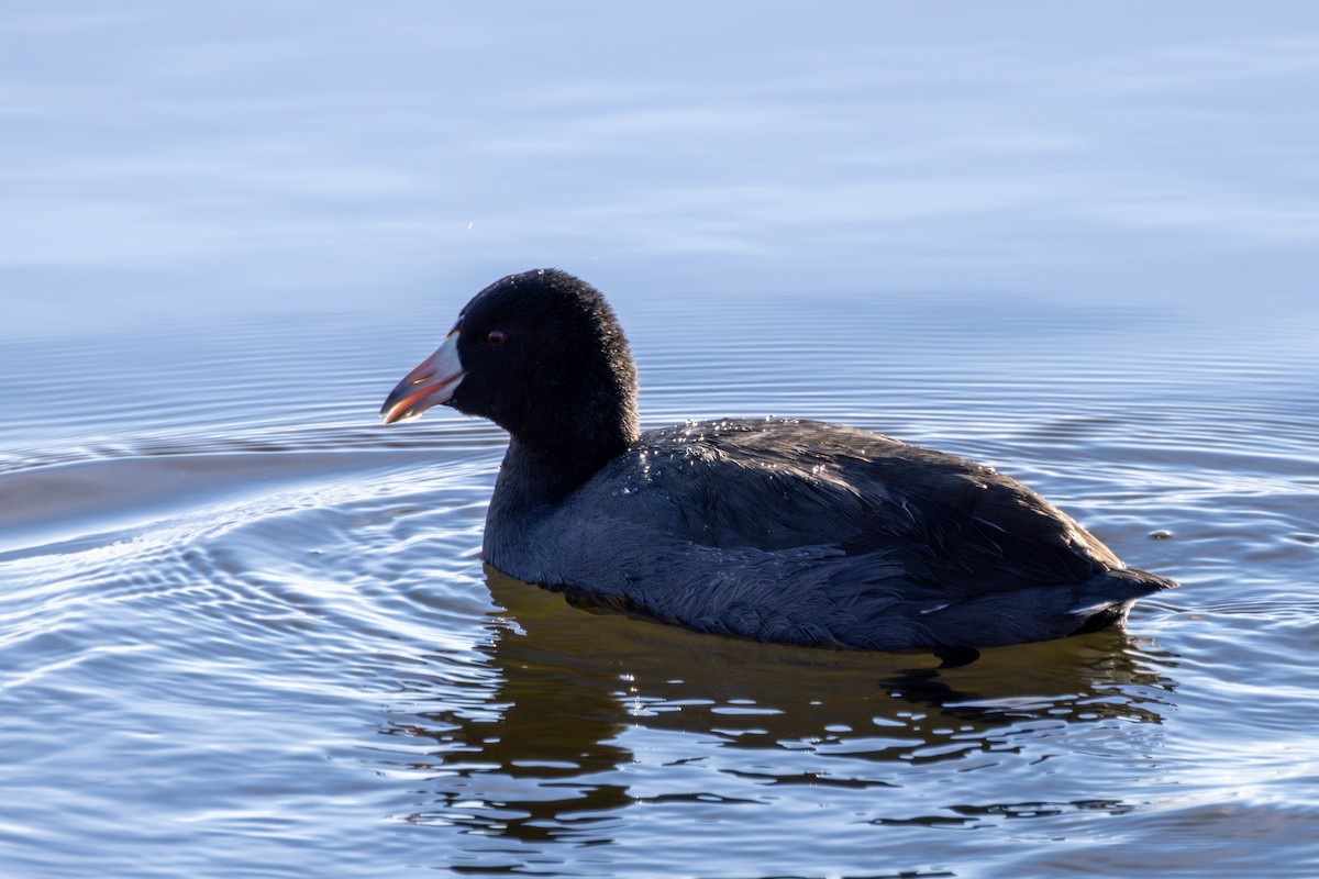 American Coot - ML645826999