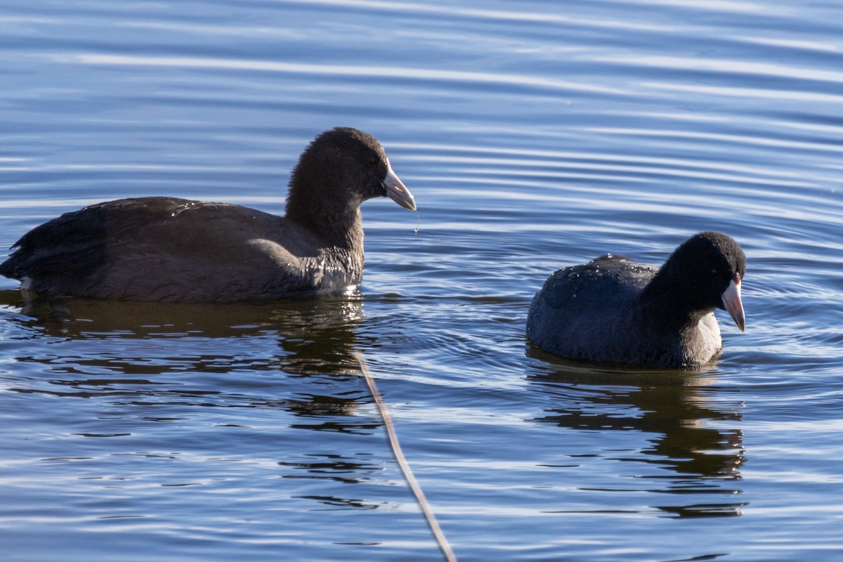 American Coot - ML645827000