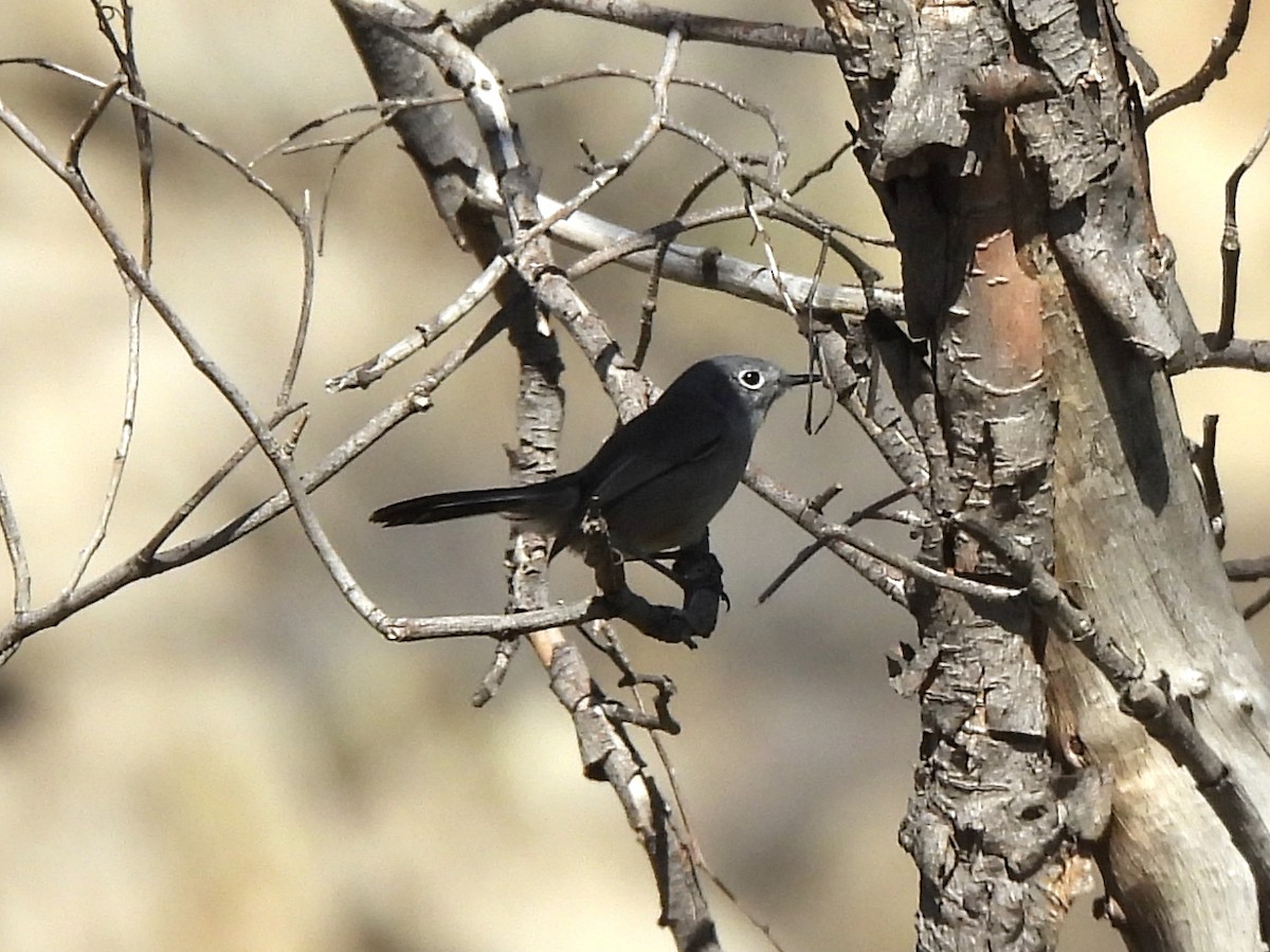 California Gnatcatcher - ML645827004