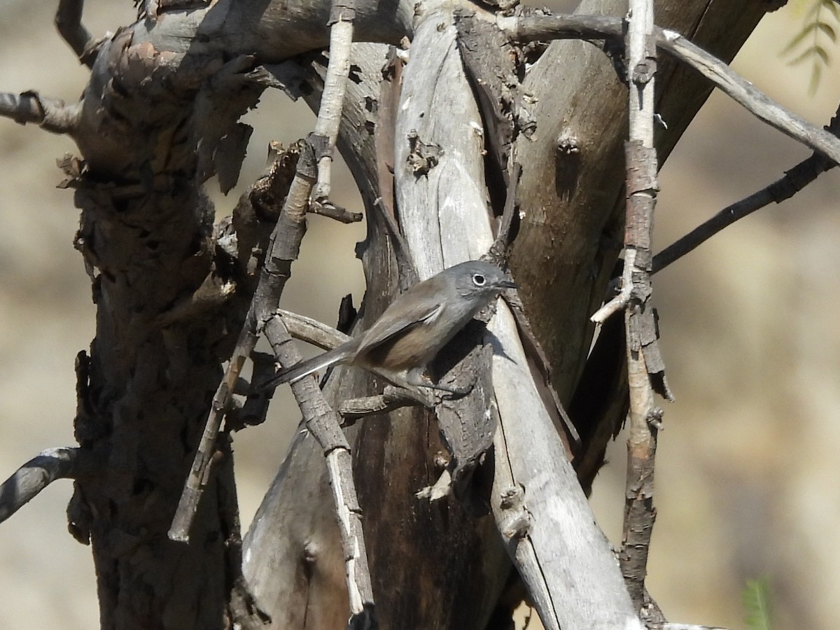 California Gnatcatcher - ML645827005