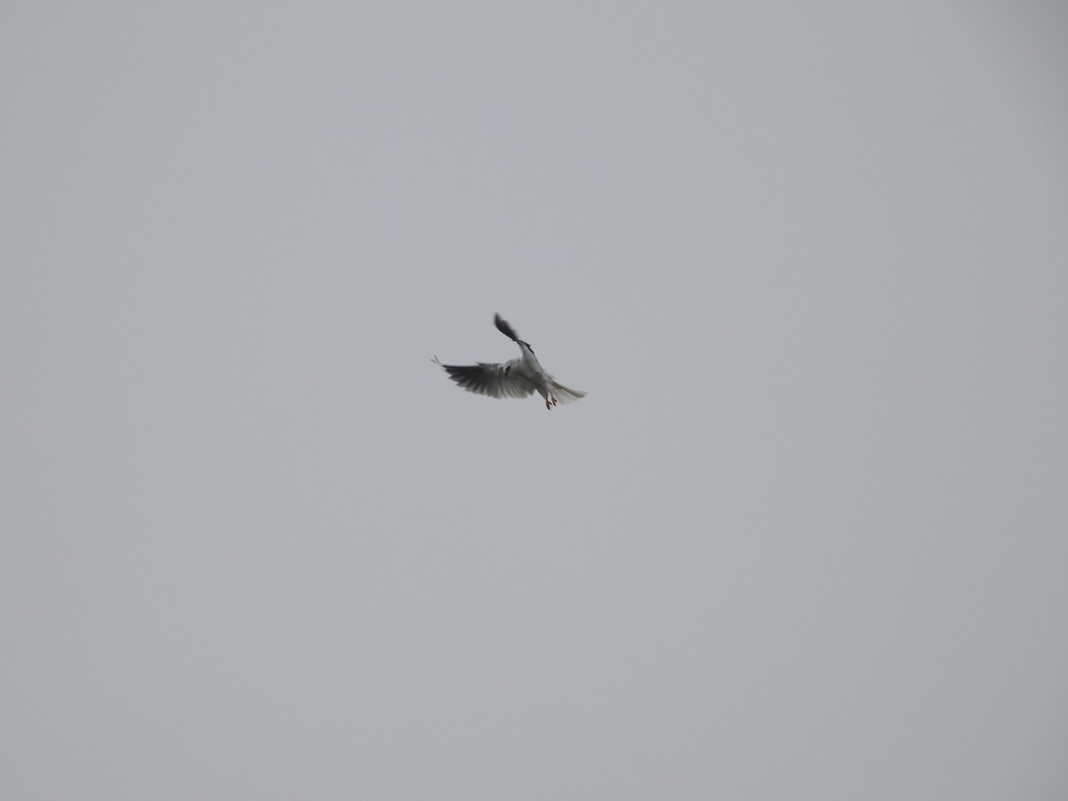 Шуліка білохвостий - ML645827006