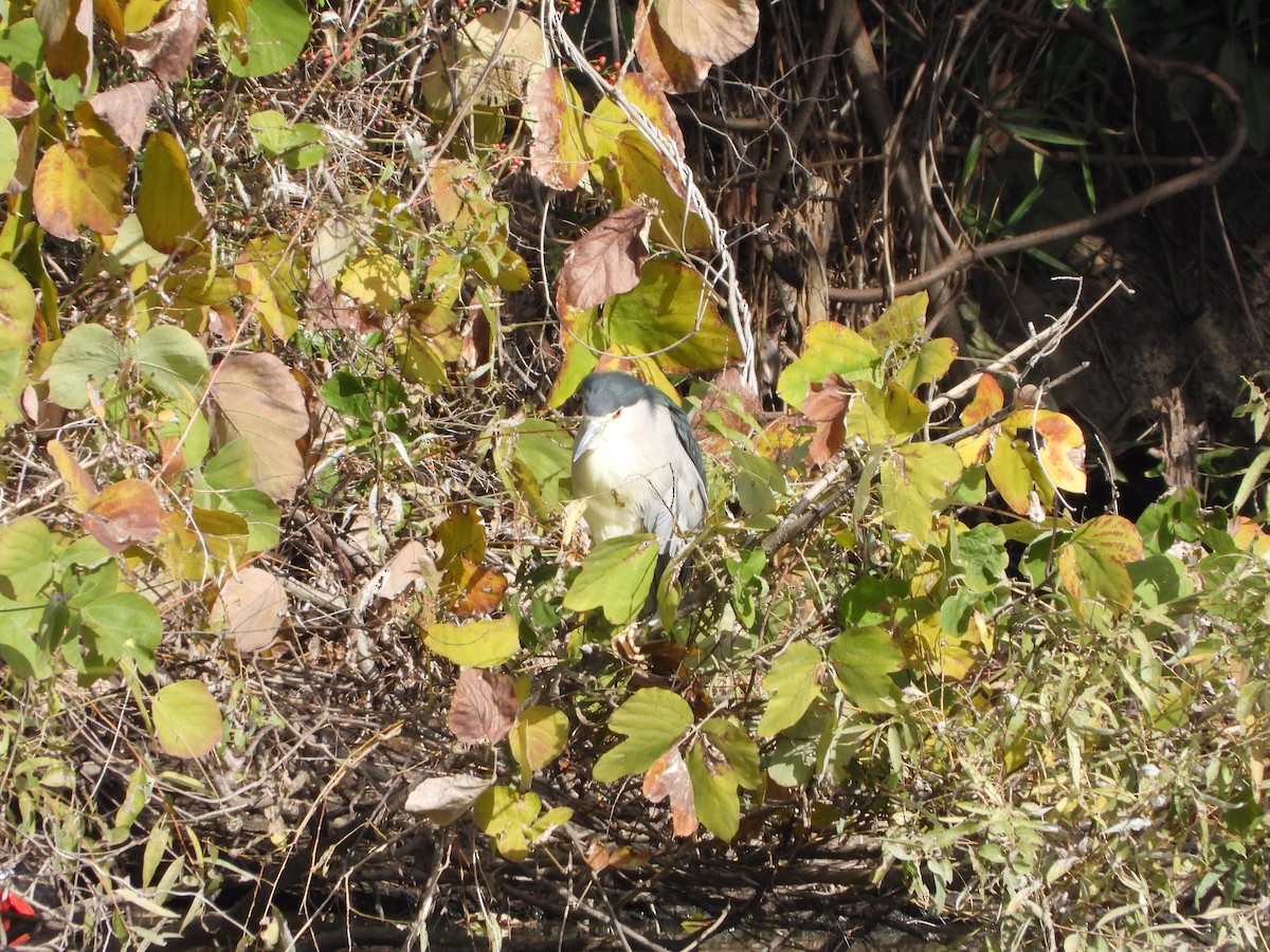 Квак звичайний - ML645827010