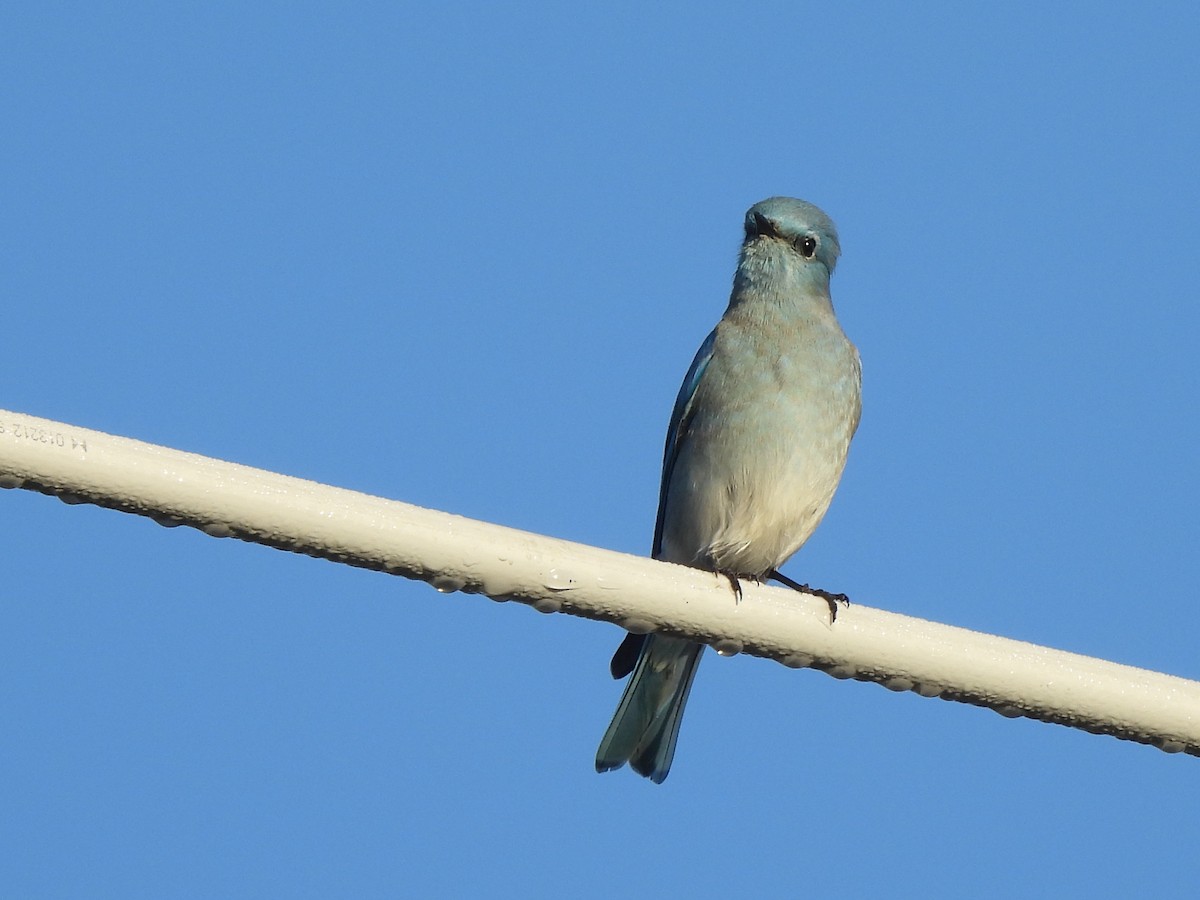 Голубая сиалия - ML645827011