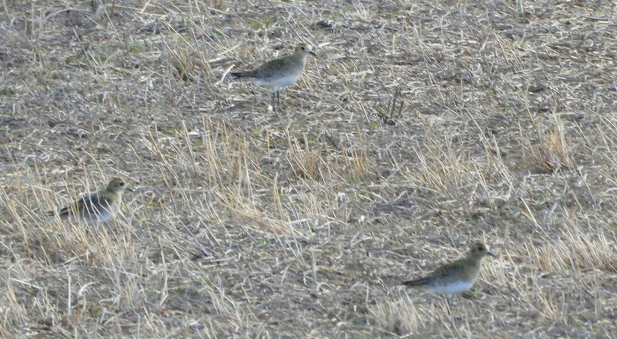 Сивка звичайна - ML645827014