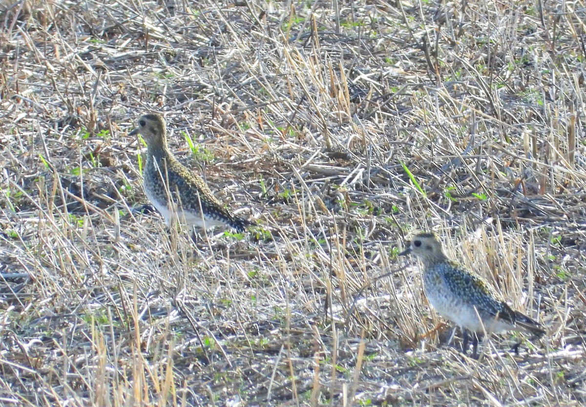 Сивка звичайна - ML645827015