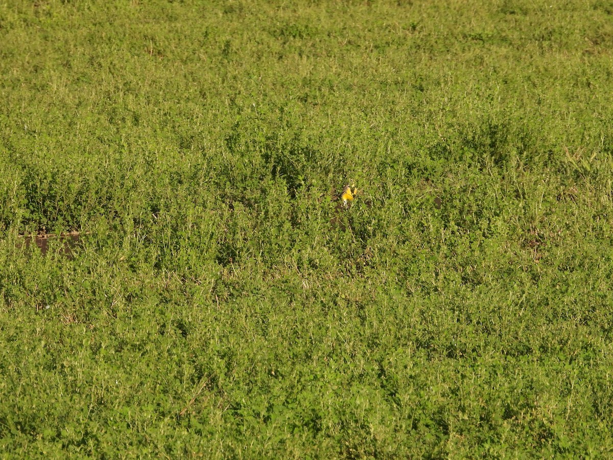 Шпаркос західний - ML645827016