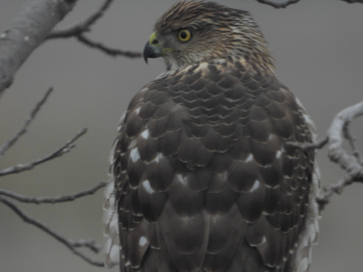 Яструб чорноголовий - ML645827017