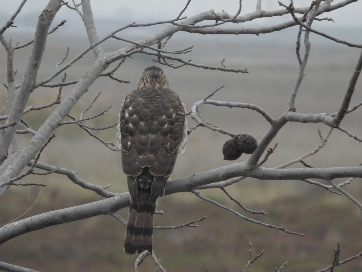 Яструб чорноголовий - ML645827018