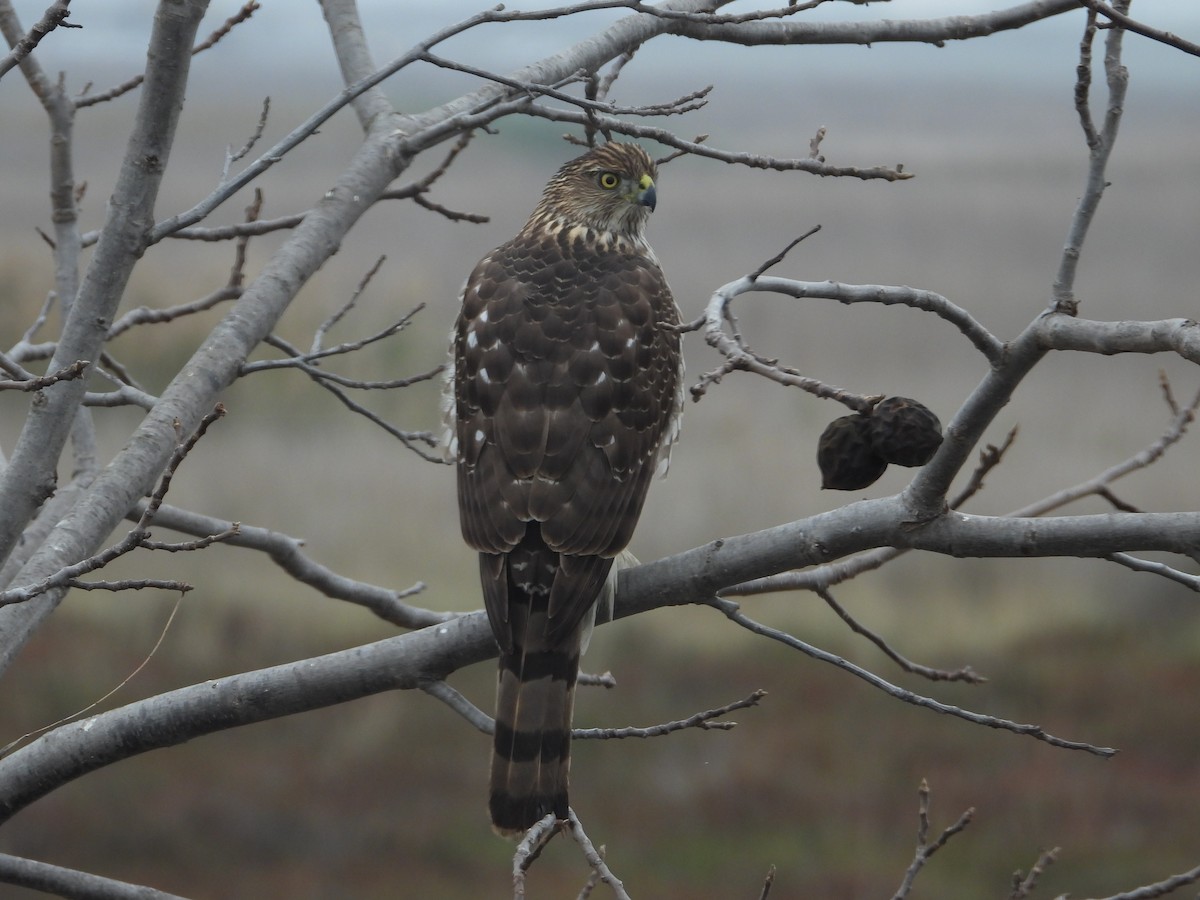 Яструб чорноголовий - ML645827019