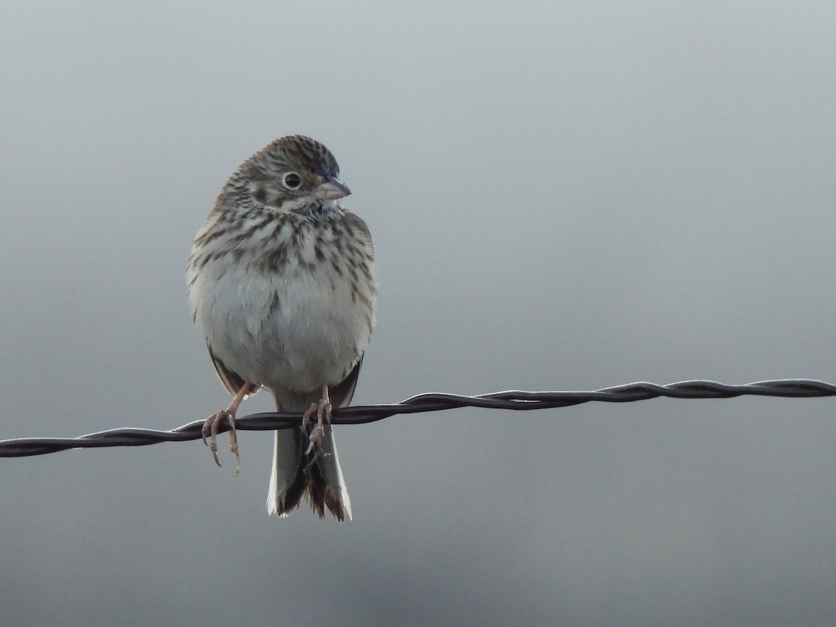 Вечерняя овсянка - ML645827020