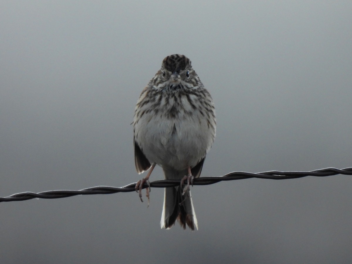 オジロヒメドリ - ML645827021