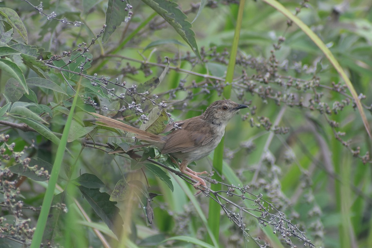 Striped Prinia - ML645827029