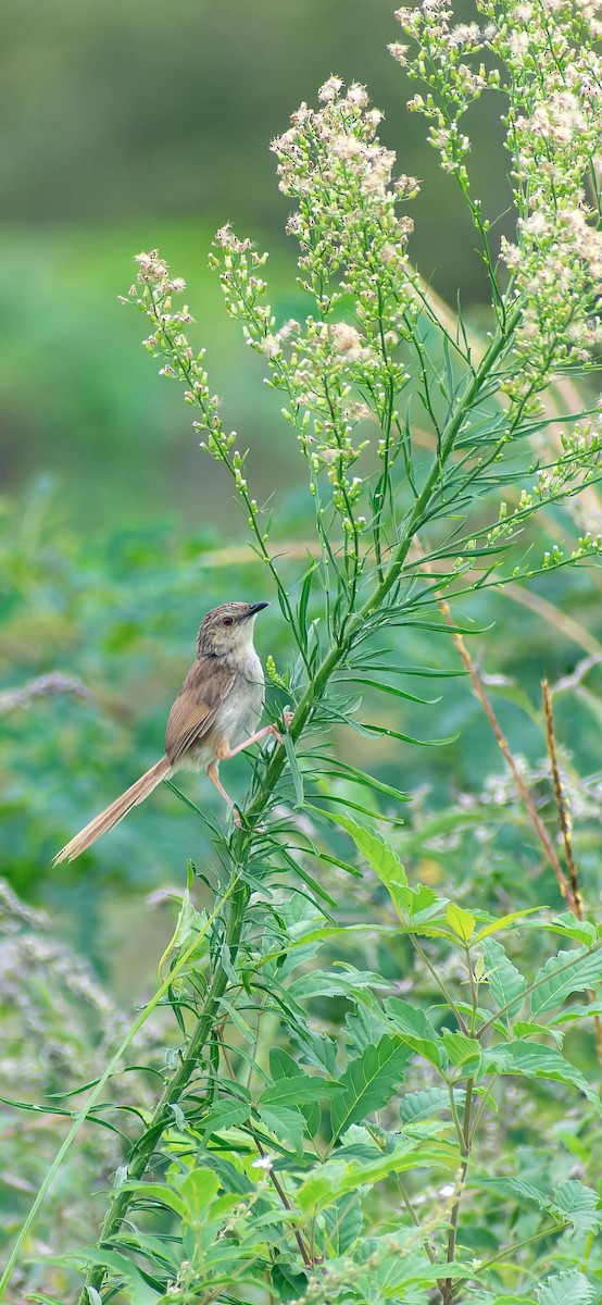 Striped Prinia - ML645827030