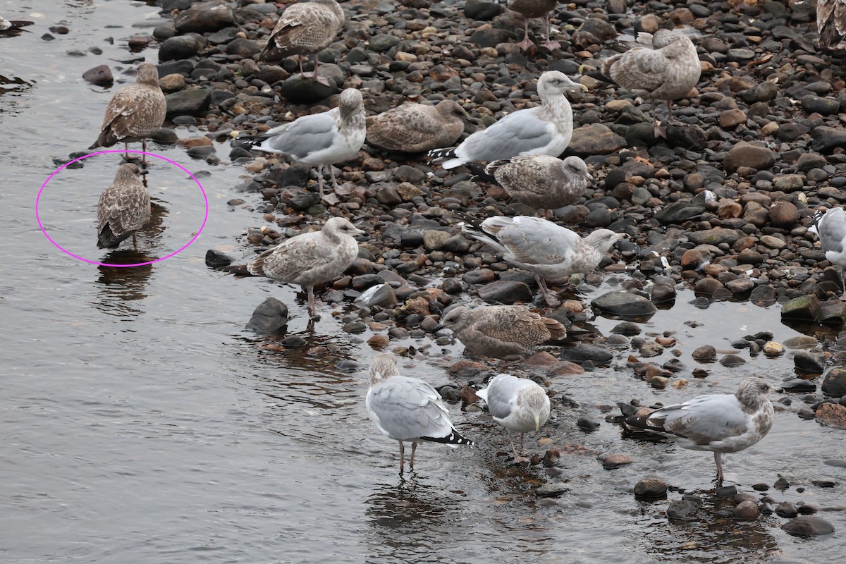 sildemåke - ML645827032