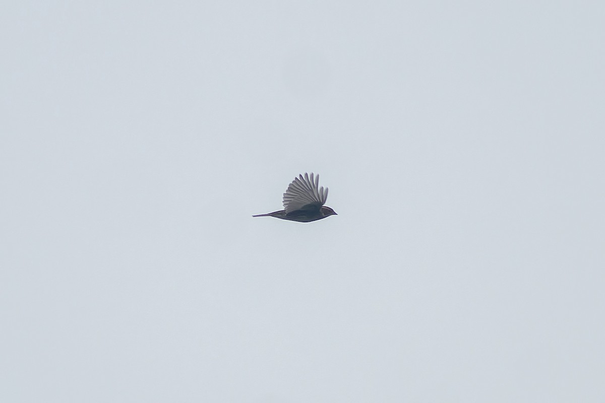 Little Bunting - ML645827033